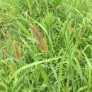 강아지풀 이미지