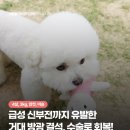 카카오N동물병원 | 급성 신부전까지 유발한 강아지 거대 방광 결석, 수술로 회복! 길음미아동물병원, N동물의료센터 강북점