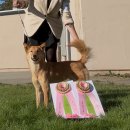 달구벌진도 이미지