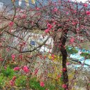 #능수도화꽃 이미지