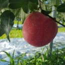 장금농장 이미지