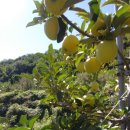 달밭농장 이미지