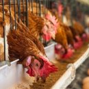 만수양계장 이미지