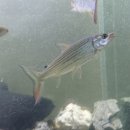 칼리포스 이미지