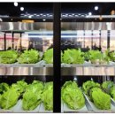 돌담집 2호점 | 포천 골프장 근처 찾던 맛집이 바로 여기였네 돌담집 우렁쌈밥 후기