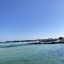 세논오라 | 강아지랑 제주도 한달살기 세논오라, 세화해변, 세화민속오일장, 맛나분식 떡볶이