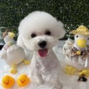 블링블링펫미용 이미지