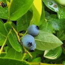 [남부] 다이어트댄스 이미지