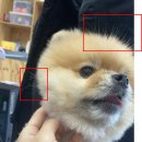 사르르몽몽 이미지