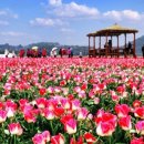 추천 봄나들이 ‘남도에서 펼쳐지는 봄꽃축제’ 이미지