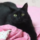 까망이PC 이미지