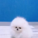 LOVELY POM 이미지
