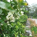 남근농장 이미지