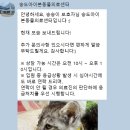 아이본 | [송도 24시 동물병원] 송도아이본동물의료센터 후기｜무기폐+장염 겪은 구조 아깽이 ‘송송이’가 완치...