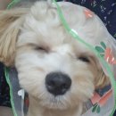 댕댕미식회 | 강서구마곡동강아지 수제간식점전문점 "댕댕미식회"/강아지보양식과수제간식후기[전국택배발송가능]