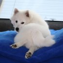 Finnish Champion/Aust Champion Daesdaemar Sunset Blvd (exp Finland) 이미지