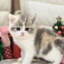 울산고양이분양 도레미캣 이미지