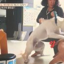 에이제이지지