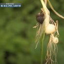 인천용현남초등학교자월분교장 | 인천 자월도