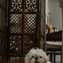 행복을찾는동물병원 이미지