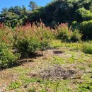 온평리-2 이미지