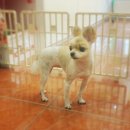 분당 아마존 동물병원 이미지