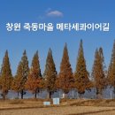 논두렁농산 | 창원 죽동마을 메타세콰이어길 예뻤던 실시간 가을 풍경