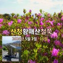 산청 황매산 철쭉제 2026 실시간 후기, 전망대 있어 올라가기 수월해요