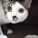 고양이 생활 호텔 이미지