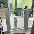 포비숑 네이버블로그