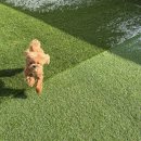 고기로45번길 | 용인 수지 애견유치원 ::헬로우버디 솔직 체험기 (소형견 말티푸 등원기)