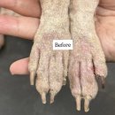 댕그루루 이미지