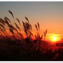 하늘공원 이미지