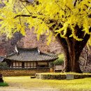 경주 운곡서원(雲谷書院) 400년 은행나무 이미지