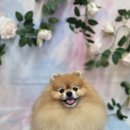블랑펫