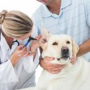 더 건강한 동물병원 이미지