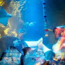 롯데월드아쿠아리움 이미지