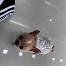 오엠동물병원 이미지