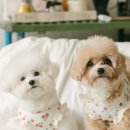 아나조이 네이버블로그