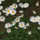 쑥부쟁이 이미지