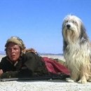 Refine dog 이미지