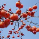 감나무집.홍시 이미지