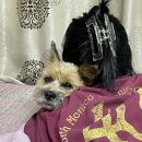 앨리스캣(Alice CAT) 이미지