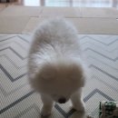 펫츠까까 이미지