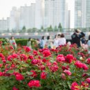 장미의거리4 이미지