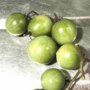 토마토 : 냉장고 보관 금지 이미지