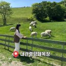 평화목장 | 국내 여름 여행지 추천! 대관령양떼목장 관람시간·먹이체험 후기