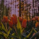 윙스온천 이미지