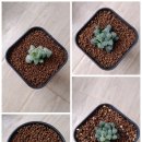 대옥농장 이미지