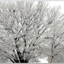 목포북교초등학교 느티나무 이미지